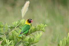 Yellow-collared Lovebird